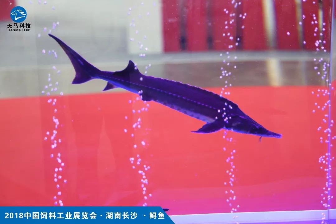 养殖鲟鱼要投资多少钱_视频致富养殖鲟鱼在线观看_养殖致富鲟鱼视频