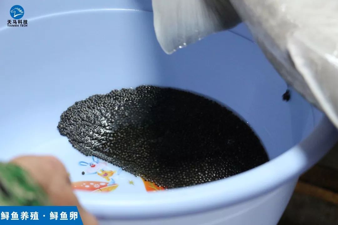 养殖鲟鱼要投资多少钱_视频致富养殖鲟鱼在线观看_养殖致富鲟鱼视频