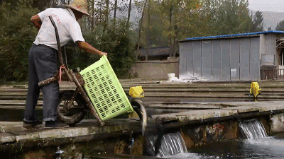 视频致富养殖鲟鱼在线观看_养殖鲟鱼要投资多少钱_养殖致富鲟鱼视频