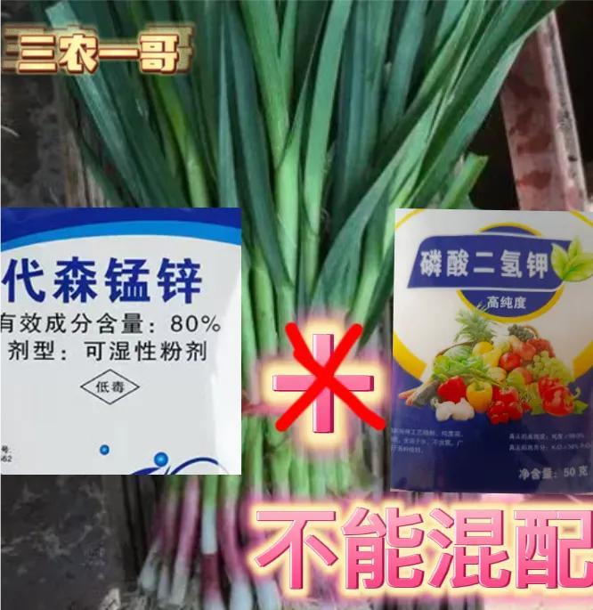 大棚种植最新蒜苗技术与管理_大棚种植最新蒜苗技术视频_蒜苗大棚最新种植技术