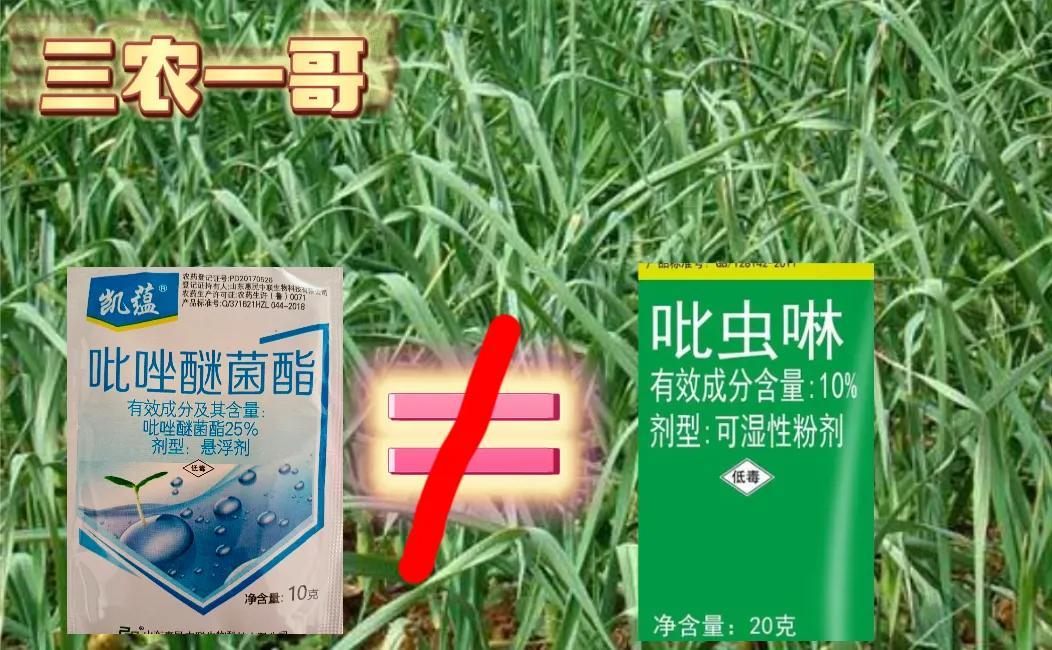大棚种植最新蒜苗技术与管理_蒜苗大棚最新种植技术_大棚种植最新蒜苗技术视频