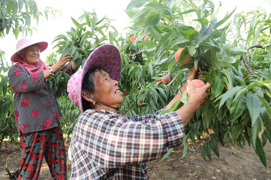 毛桃种植技术_毛桃种子种植视频_毛桃种植致富项目