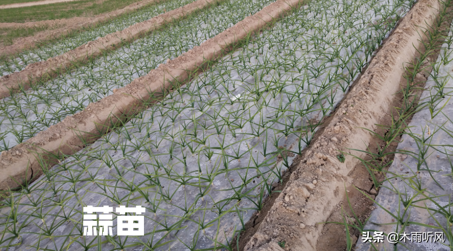 大棚种植最新蒜苗技术要求_大棚蒜苗种植方法_蒜苗大棚最新种植技术