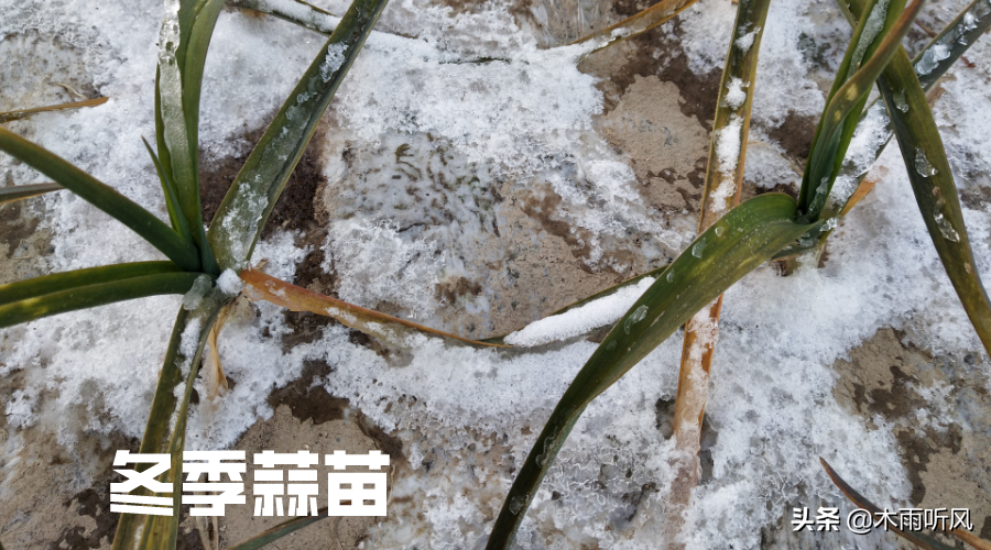 大棚种植最新蒜苗技术要求_蒜苗大棚最新种植技术_大棚蒜苗种植方法
