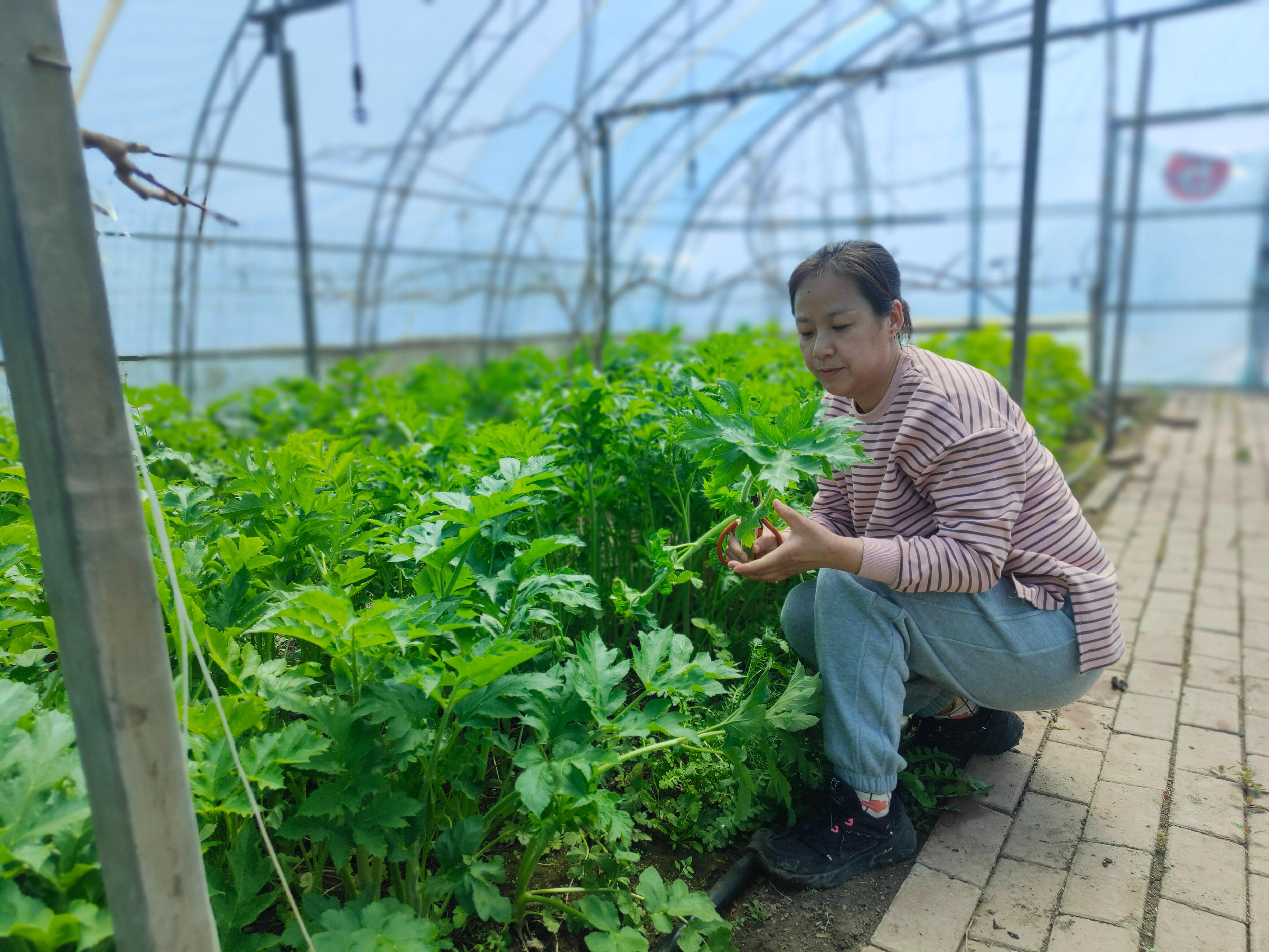 宝清县：棚种老山芹 增收又致富