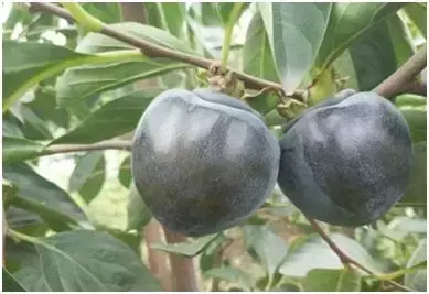 毛桃种植技术_毛桃种植致富项目_毛桃产量亩产多少