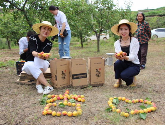 甘肃平凉市崆峒区：“杏福”满香园 浓飘思乡情