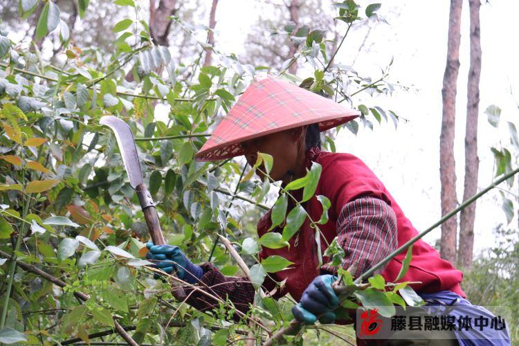 毛桃种植致富项目_毛桃种子种植视频_毛桃产量亩产多少
