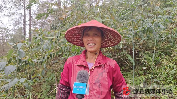 毛桃产量亩产多少_毛桃种子种植视频_毛桃种植致富项目