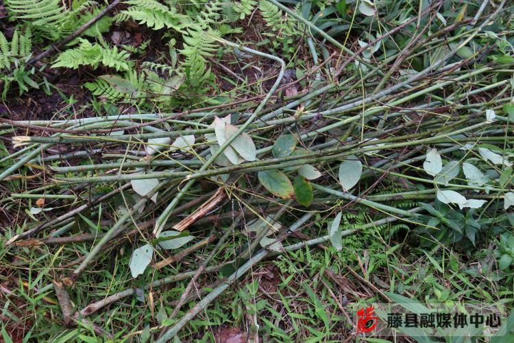 毛桃种植致富项目_毛桃种子种植视频_毛桃产量亩产多少
