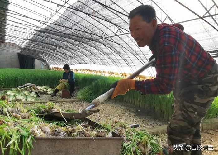 辽源市龙山区工农乡向阳村51栋大棚种植的蒜苗，成了农民致富的“香饽饽”