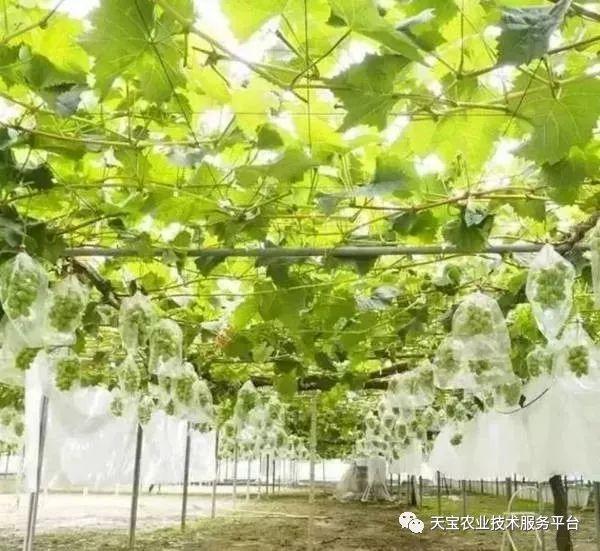 玫瑰种植技术及方法_玫瑰种植方法技术有哪些_玫瑰种植方法和注意事项