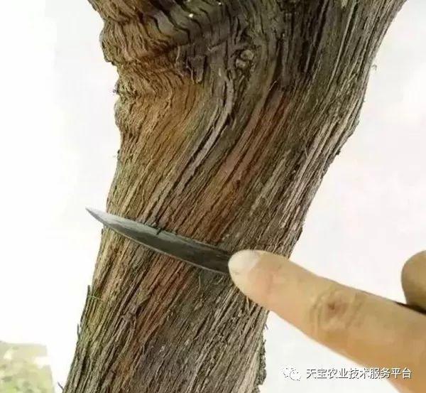 玫瑰种植技术及方法_玫瑰种植方法技术有哪些_玫瑰种植方法和注意事项