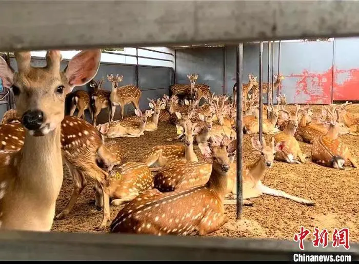 东北种植什么赚钱_致富东北种植项目有哪些_东北致富种植项目