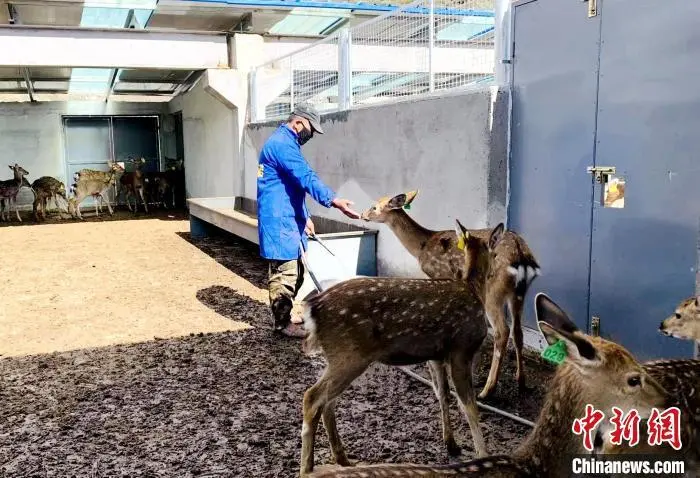 致富东北种植项目有哪些_东北种植什么赚钱_东北致富种植项目