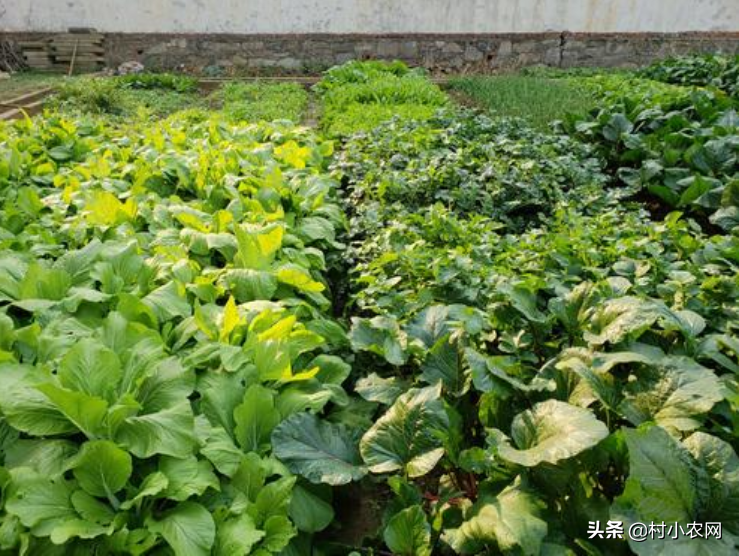 2 2O年致富经_致富年代文_致富年代