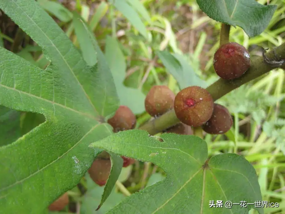 致富种植毛桃项目有哪些_毛桃种植技术_毛桃种植致富项目