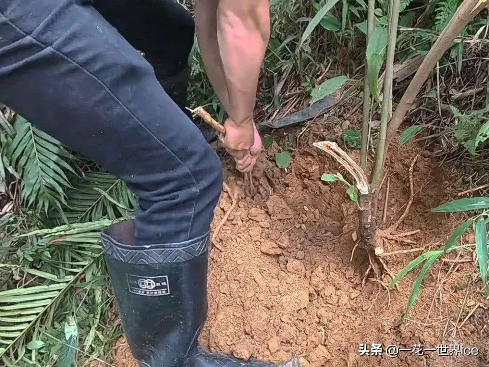 致富种植毛桃项目有哪些_毛桃种植技术_毛桃种植致富项目