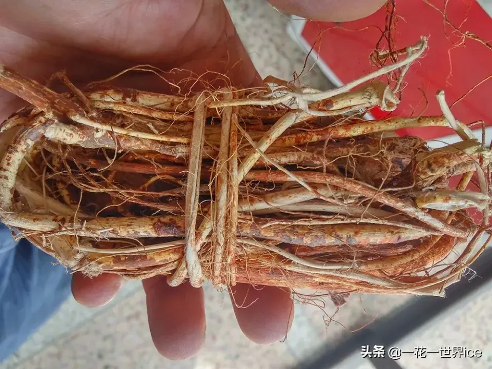 致富种植毛桃项目有哪些_毛桃种植技术_毛桃种植致富项目