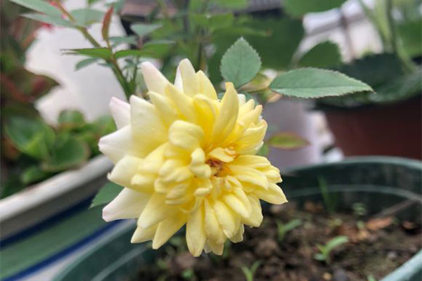 月季花怎么种植?月季花栽培和种植方法