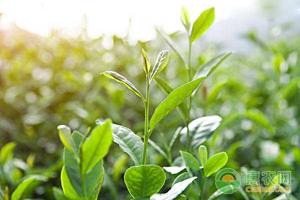 茶树怎么种？茶树种植管理技术-图片版权归惠农网所有