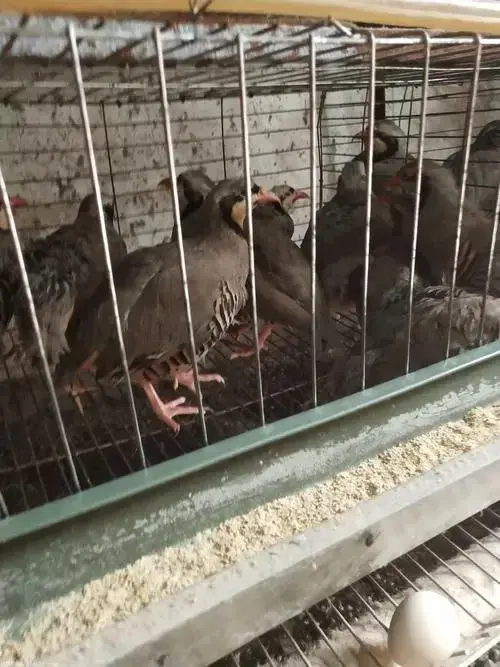 养殖鹧鸪技术要求_鹧鸪的养殖技术_养殖鹧鸪技术视频
