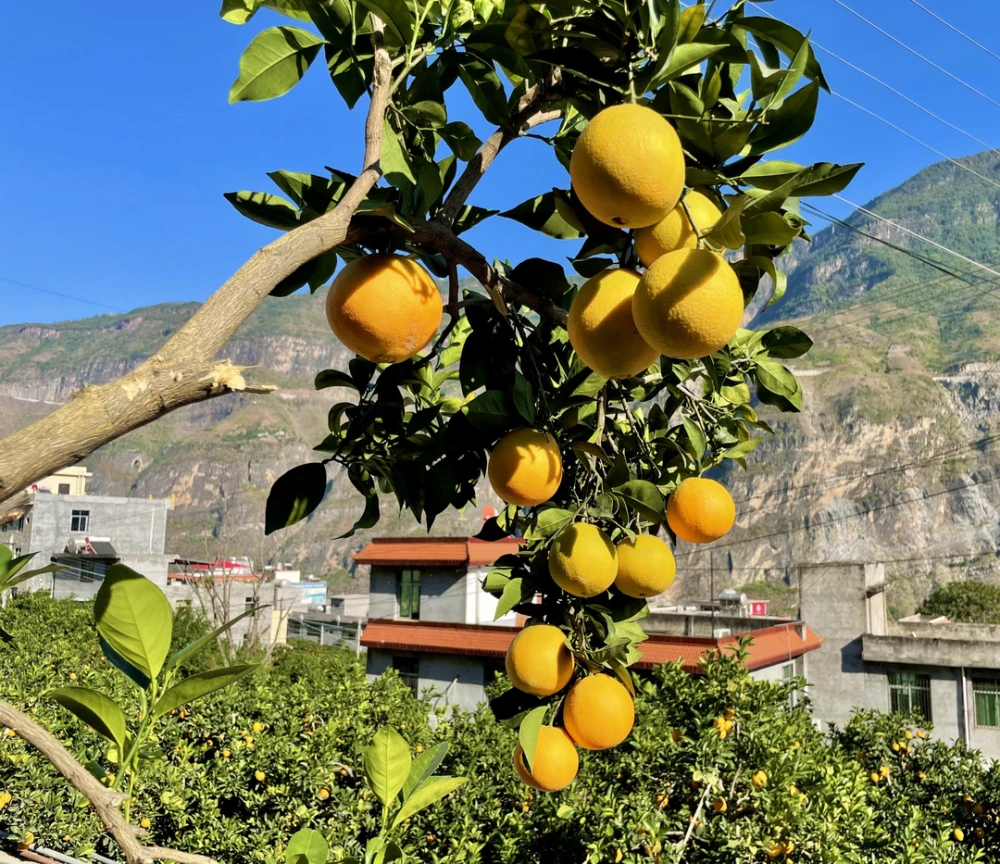 致富笋竹种植视频_种植竹笋致富_致富笋竹种植方法