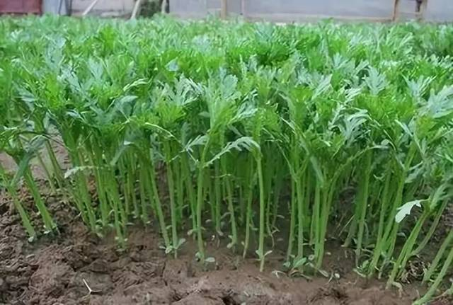 茼蒿栽培技术