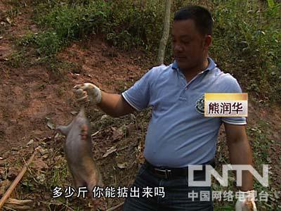 致富养殖竹鼠赚钱吗_致富经养殖竹鼠_致富养殖竹鼠怎么样