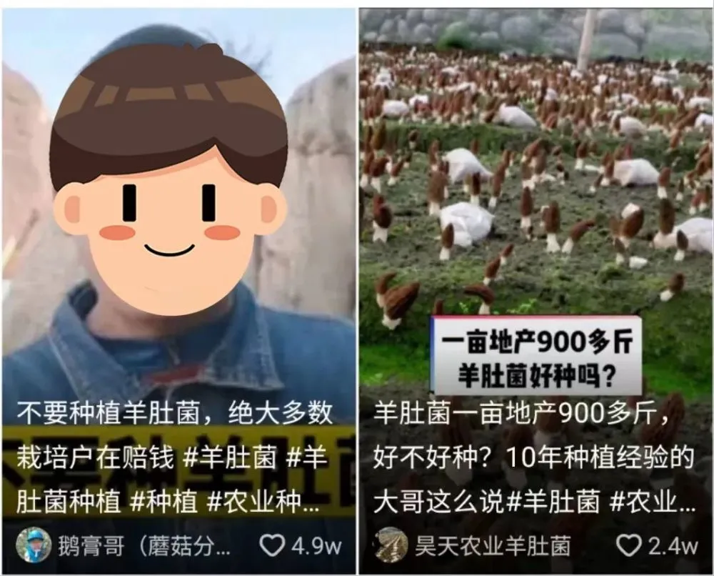 东北农村种植业什么项目好_东北致富种植项目_东北种植什么赚钱