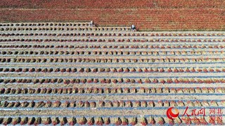 红尖椒种植致富_致富种植红尖椒图片_2o21年种红尖椒市场价行情