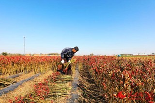 2o21年种红尖椒市场价行情_致富种植红尖椒图片_红尖椒种植致富
