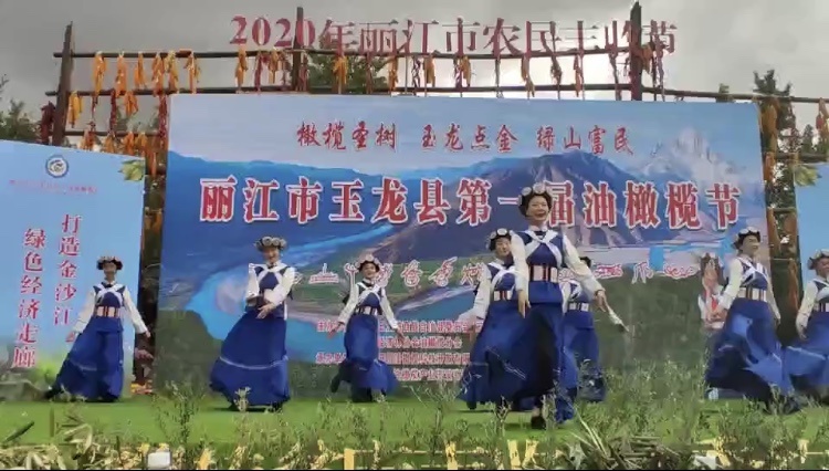 油橄榄化身奉科致富果