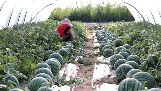 宁夏致富种植农民收入多少_宁夏农民种植致富_宁夏种植基地