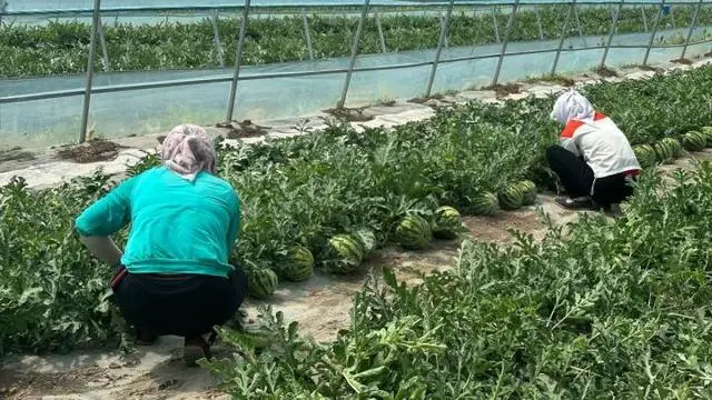 宁夏农民种植致富_宁夏致富种植农民收入多少_宁夏种植基地