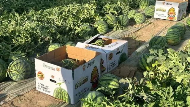 宁夏农民种植致富_宁夏致富种植农民收入多少_宁夏种植基地