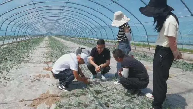 宁夏致富种植农民收入多少_宁夏种植基地_宁夏农民种植致富