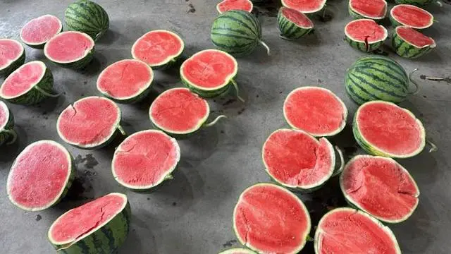 宁夏种植基地_宁夏农民种植致富_宁夏致富种植农民收入多少