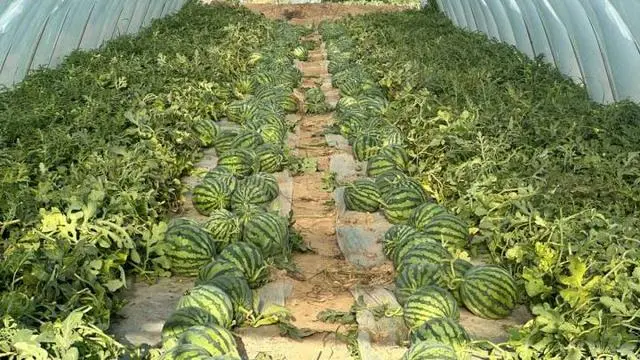 宁夏农民种植致富_宁夏种植基地_宁夏致富种植农民收入多少