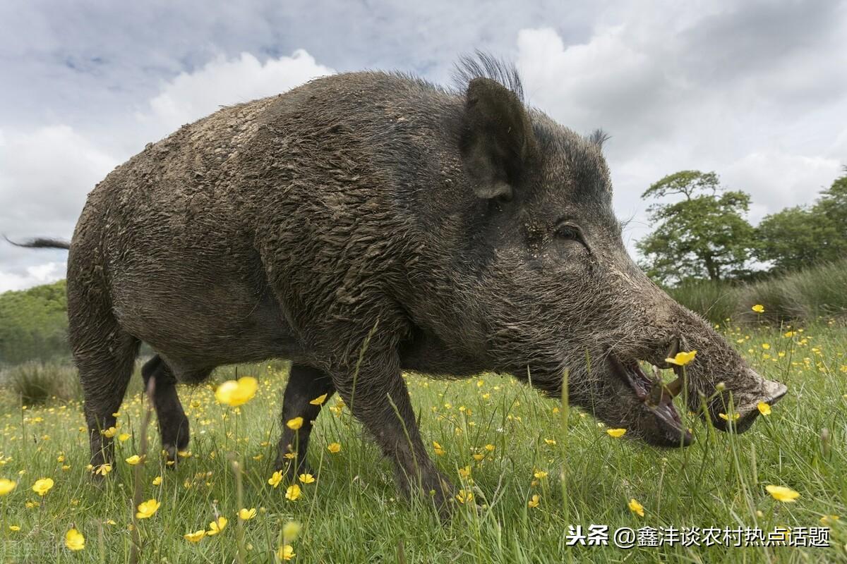 野猪高效养殖技术_野猪养殖高效技术方法_野猪养殖高效技术有哪些