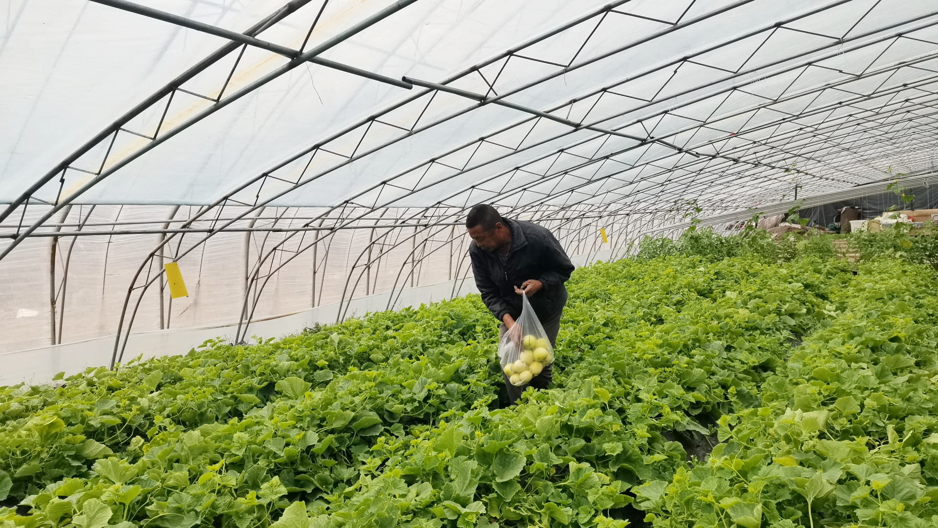 北大荒集团绥化分公司产业兴旺助力乡村振兴
