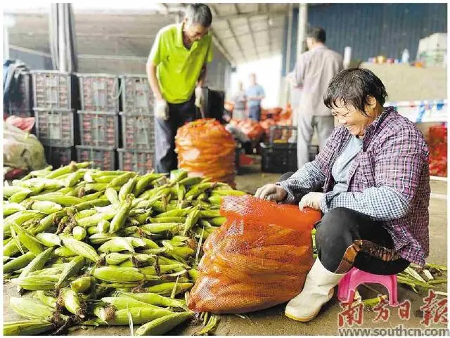 红尖椒种植致富_致富种植红尖椒怎么样_2o21年种红尖椒市场价行情