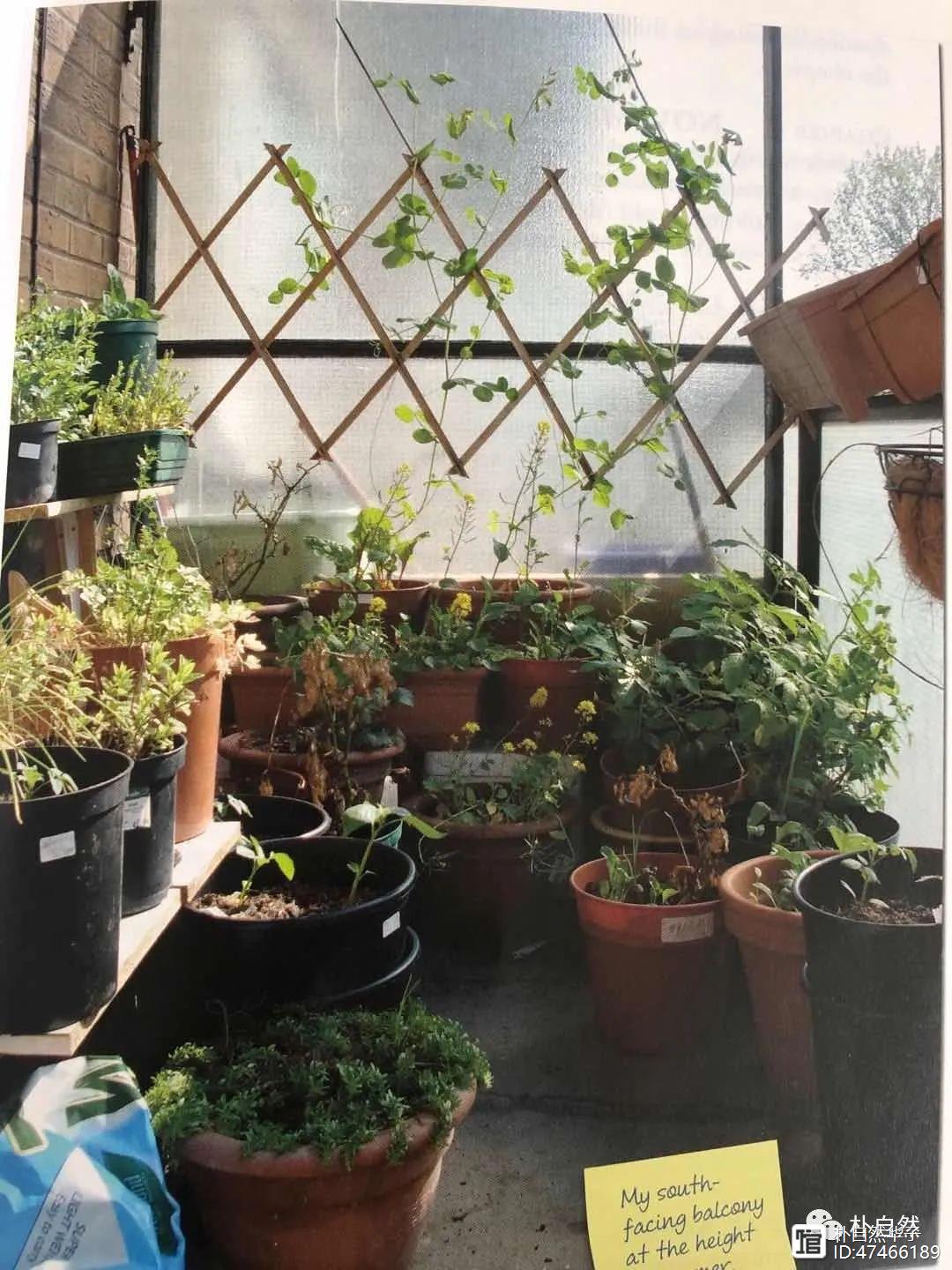 室内养牛技术_牛至种植方法_牛至的室内种植技术