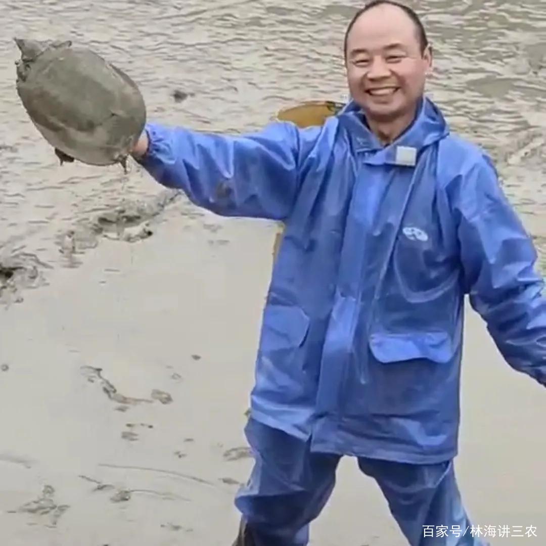 如何养殖王八_王八养殖技术_养殖王八技术视频教程