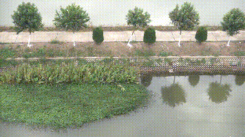 跪肉蜿草鱼养殖致富经_养殖草鱼的条件_养殖草鱼赚钱吗