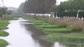 养殖草鱼的条件_跪肉蜿草鱼养殖致富经_养殖草鱼赚钱吗