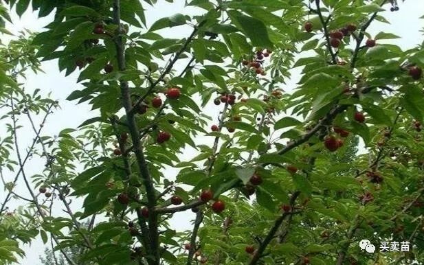 秋季栽樱桃树能成活吗_秋季种植樱桃技术要点_樱桃秋季种植技术