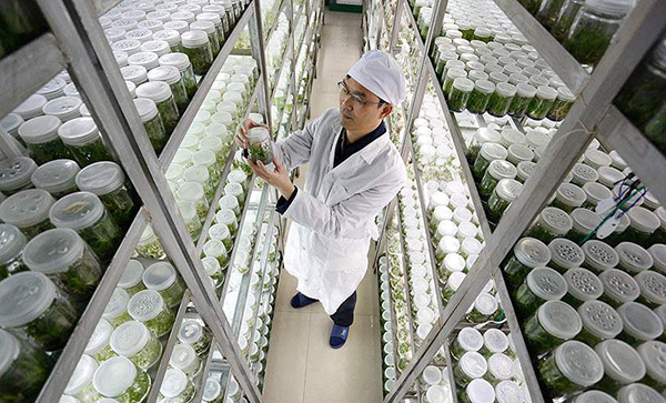 铁皮石斛组培