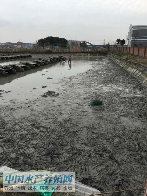 春节后甲鱼行情逐步回落 上半年鳖价走势难以预测