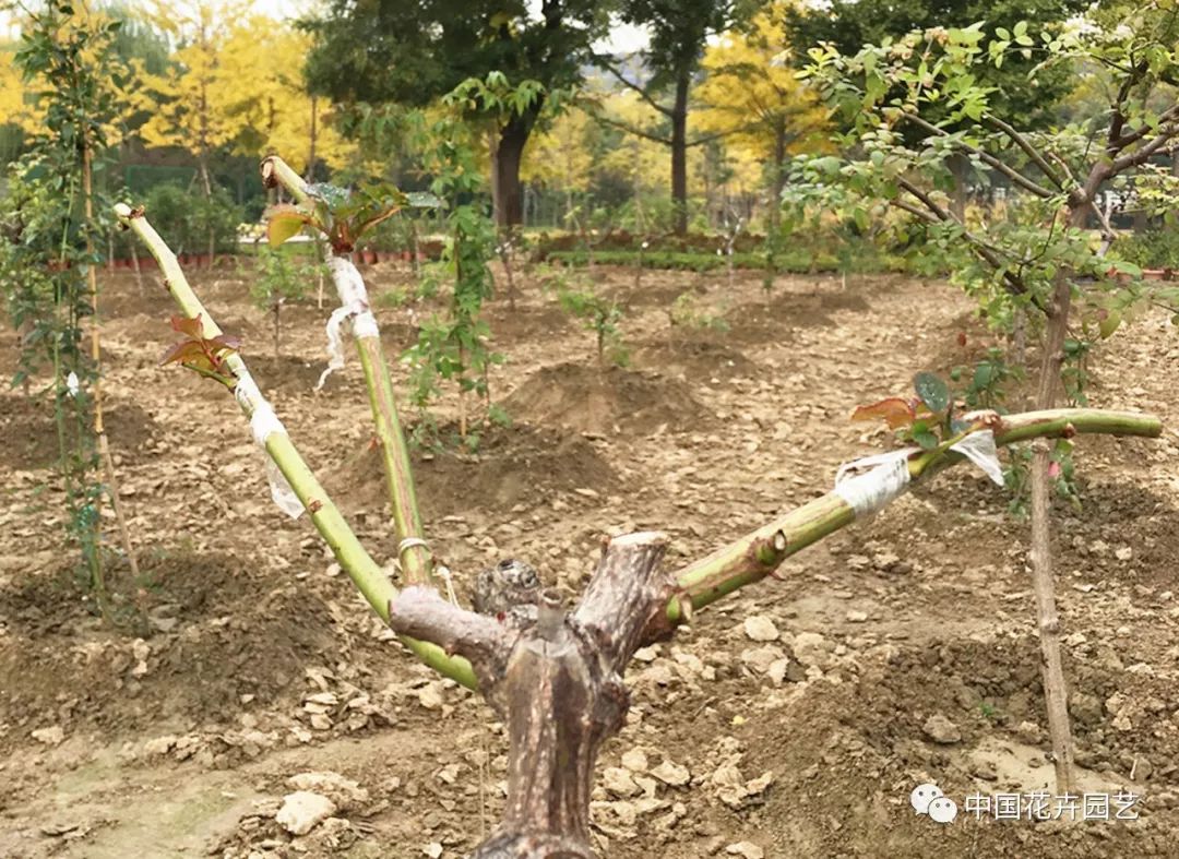 养殖月季树形技术视频_树形月季养殖技术_养殖月季树形技术要点